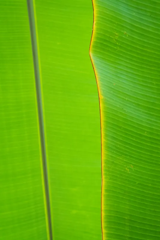 Leaf VII, Eden Project. 2020.
